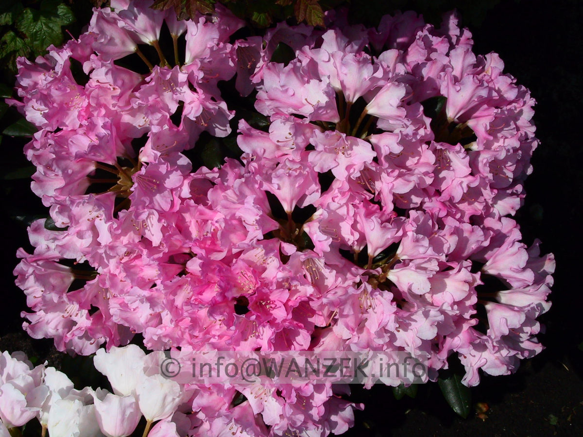 Rhododendron yakushimanum Anuschka 04.jpg